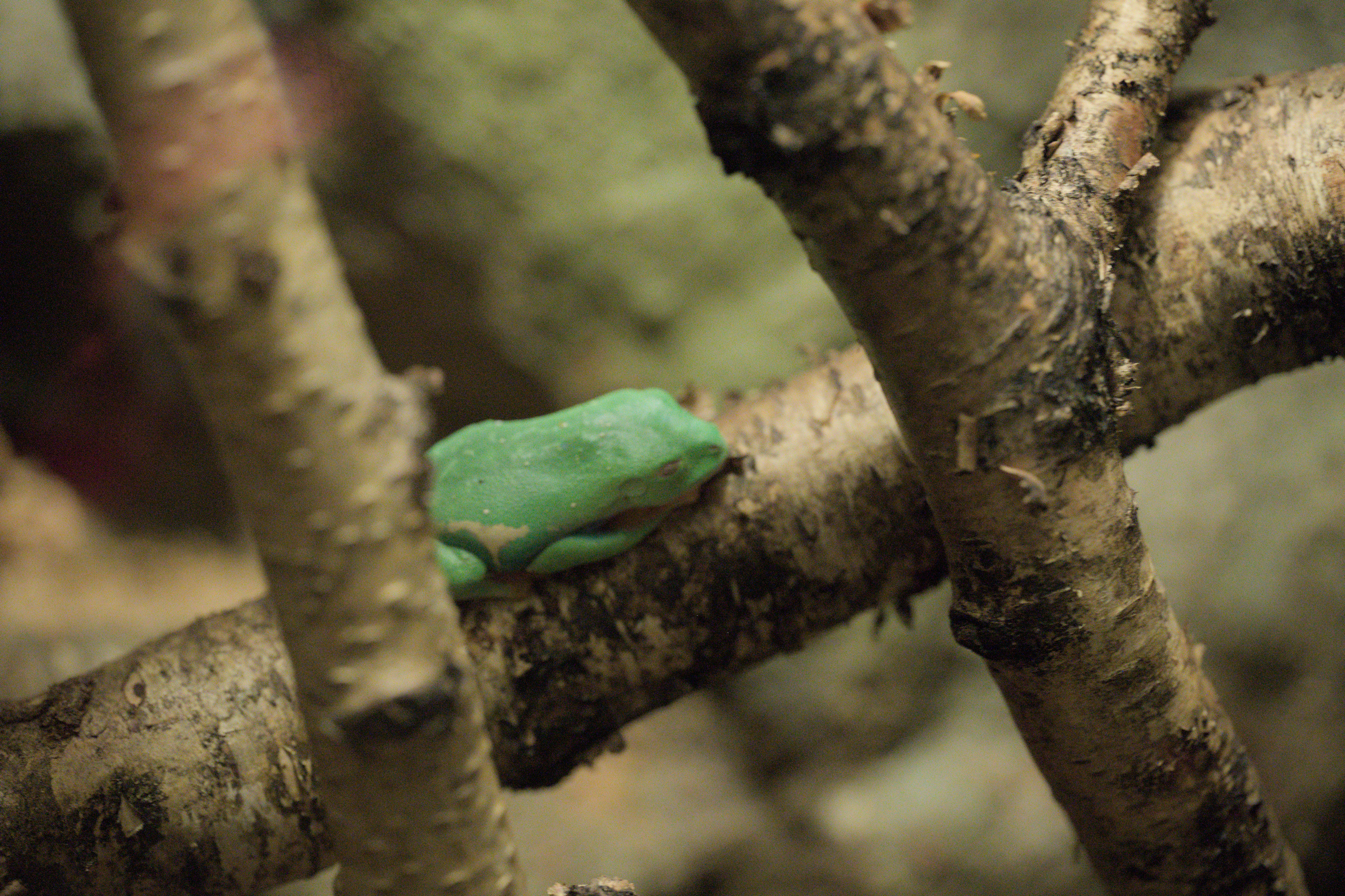 2025/10/12 - zoo/DSC_0250.jpg